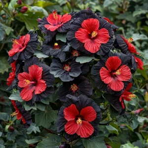 Гибискус Шиммеринг купить по цене от 720р. в интернет-магазине «Посадика» с доставкой почтой в в Суворове и по всей России – [изображение №1].