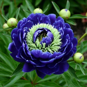 Пион Дримвивер купить по цене от 417р. в интернет-магазине «Посадика» с доставкой почтой в в Суворове и по всей России – [изображение №1].