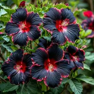 Гибискус садовый Файер Дэнсер купить по цене от 450р. в интернет-магазине «Посадика» с доставкой почтой в в Суворове и по всей России – [изображение №1].