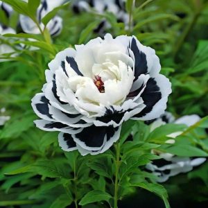 Пион Монохромный Шик купить по цене от 429р. в интернет-магазине «Посадика» с доставкой почтой в в Суворове и по всей России – [изображение №1].