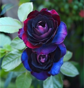 Роза Скарлет Рэвери купить по цене от 489р. в интернет-магазине «Посадика» с доставкой почтой в в Суворове и по всей России – [изображение №1].